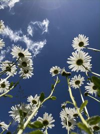 Close-up of white flowering plants against blue sky