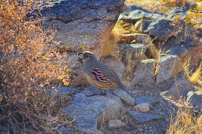 High angle view of bird perching on rock