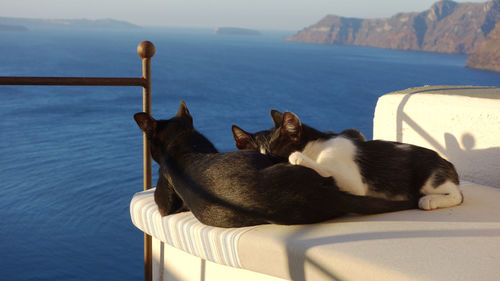 Cats sleeping on retaining wall at oia in santorini