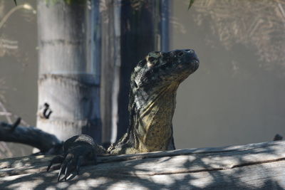 Close-up of a lizard looking away