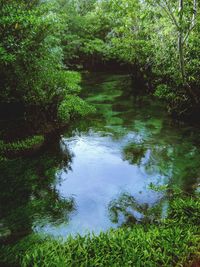 Scenic view of waterfall in forest