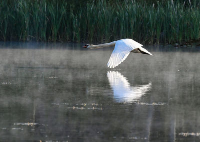 Bird flying over lake