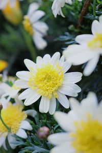 Close-up of white flowers blooming outdoors