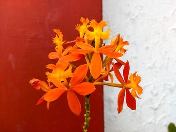 Close-up of orange flowering plant