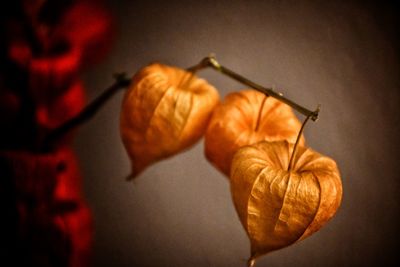 Close-up of orange flower