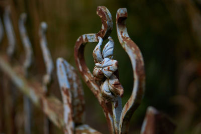 Close up of fence