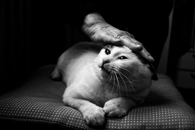 Close-up of a cat looking away