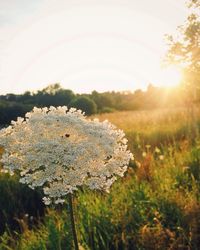 Flowers growing in field