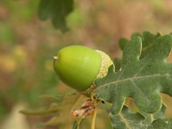 Close-up of green fruit on plant