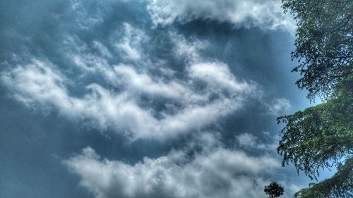 Low angle view of trees against sky