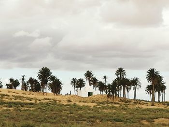 Palm trees on landscape against sky