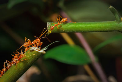 Close-up of ant on leaf