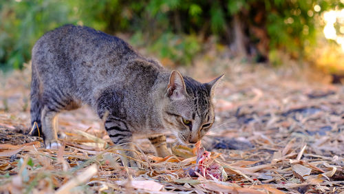 Full length of a cat