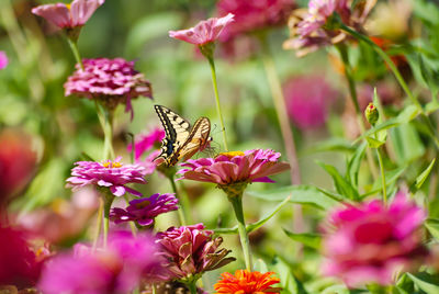 Close-up of butterfly pollinating on pink flowering plants