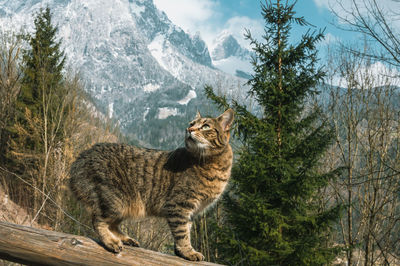 Tabby cat stands on the background of snowy mountain peaks. austria