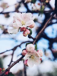Close-up of cherry blossoms in spring