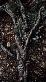 Close-up of tree trunk in forest