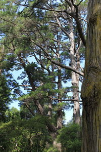 Low angle view of trees in forest against sky