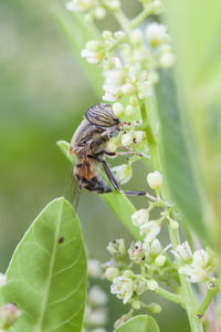 Close-up of butterfly pollinating on flower