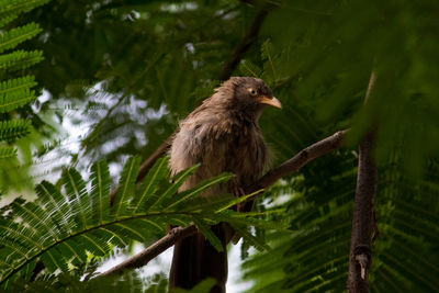 Low angle view of bird perching on tree