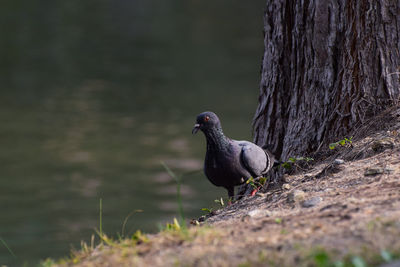 Close-up of bird perching on tree trunk