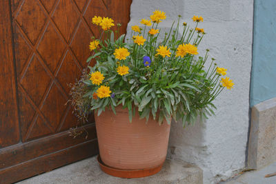 Close-up of potted plant