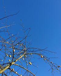 Low angle view of tree against clear blue sky