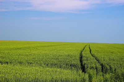 Scenic view of agricultural field against sky