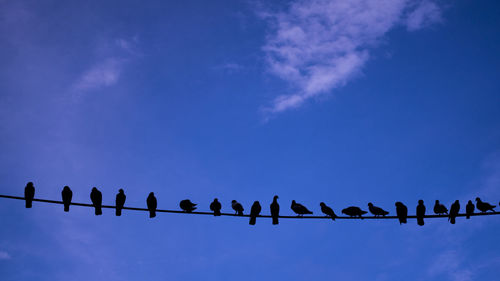 Low angle view of birds perching on blue sky