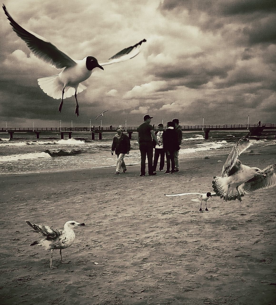 bird, beach, sea, animal themes, seagull, flying, shore, animals in the wild, sky, water, wildlife, sand, cloud - sky, horizon over water, flock of birds, cloudy, nature, wave, medium group of animals