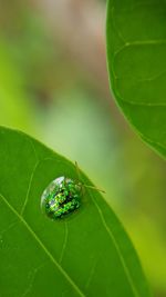 Close-up of insect on leaf