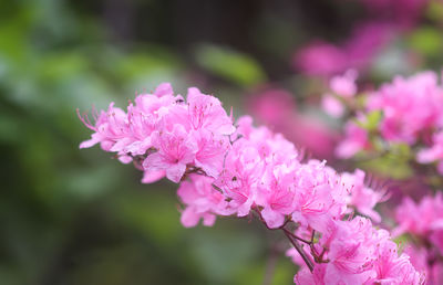 Close-up of pink flowering plant