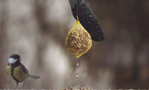 Great tit perching by bird feeder