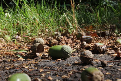 Close-up of plants growing on field