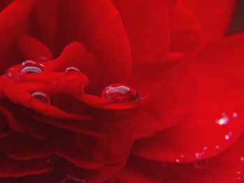 Close-up of red rose flower