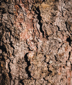 Full frame shot of tree trunk