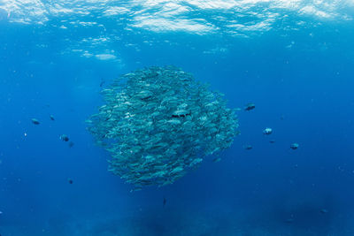 School of bigeye trevally, underwater photography