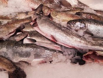 Close-up of fish for sale in market