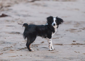 Portrait of dog on sand