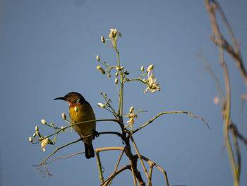 Bird perching on a plant