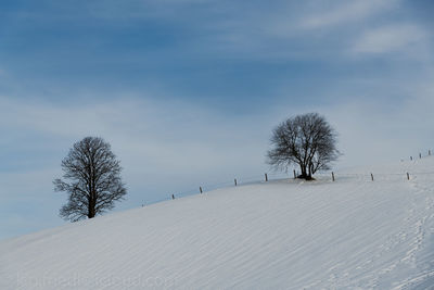 Bare tree on snow covered landscape against sky