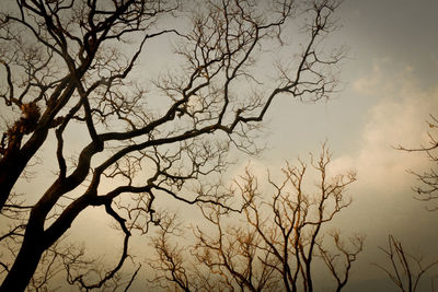 Low angle view of bare trees against sky