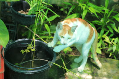 View of a cat in pot