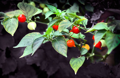 Close-up of red berries growing on plant