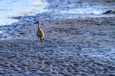 Bird on mud hunting