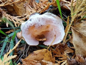 High angle view of mushroom on field