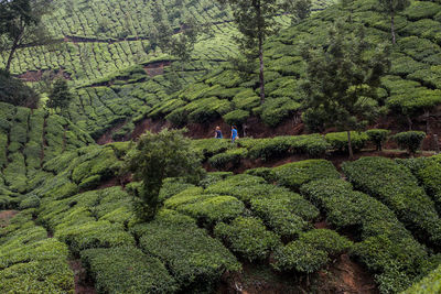 Distant view of friends walking amidst tea crops