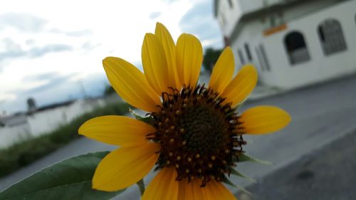 Close-up of sunflower