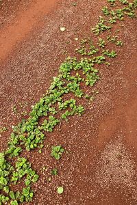 High angle view of plants growing on field