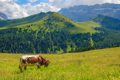 Beautiful alp landscape with a grazing cow on a flowering meadow